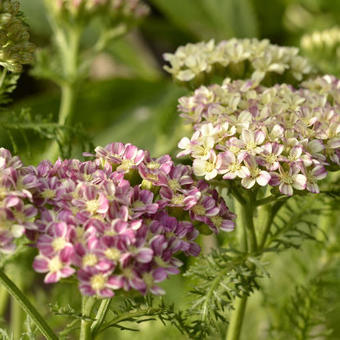 Achillea Millefolium 'DESERT EVE Deep Rose'