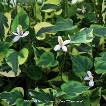 Houttuynia cordata 'Chameleon'