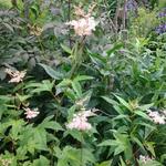 Filipendula purpurea - Moerasspirea