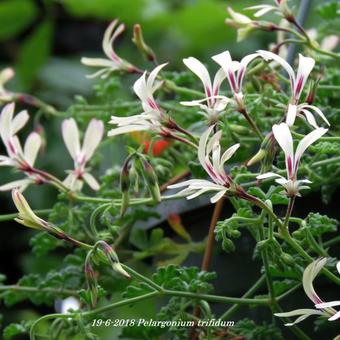 Pelargonium trifidum