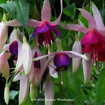 Fuchsia 'Windhapper'