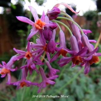 Tulbaghia 'Moya'