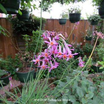 Tulbaghia 'Moya'