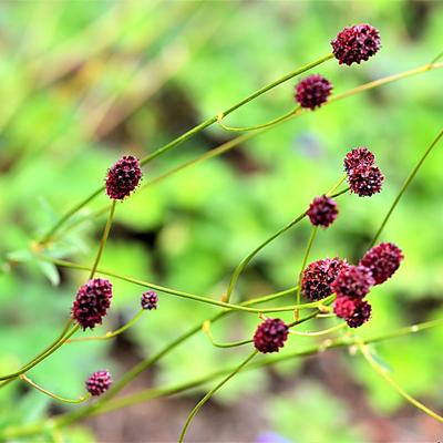 Japanse pimpernel - Sanguisorba obtusa 'Chocolate Tipp'