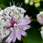 Astrantia - Zeeuws knoopje