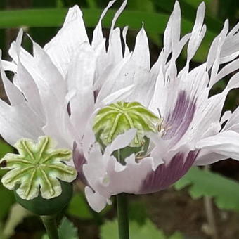 Papaver somniferum