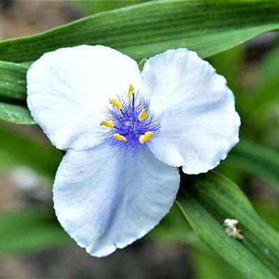 Eéndagsbloem - Tradescantia andersoniana 'Osprey'