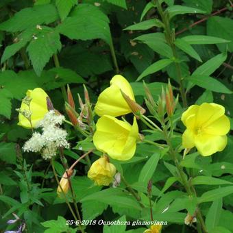 Oenothera glazioviana