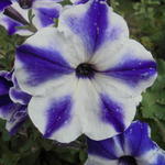 Surfinia 'Blue Stardust' - Hangpetunia