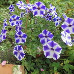 Surfinia 'Blue Stardust' - Hangpetunia