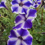 Surfinia 'Blue Stardust' - Hangpetunia