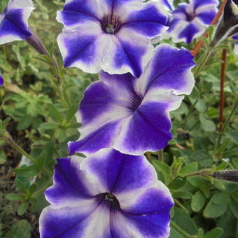 Surfinia 'Blue Stardust'