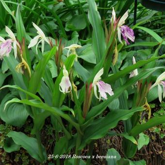 Roscoea x beesiana