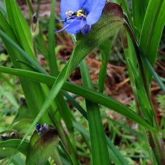 Commelina dianthifolia