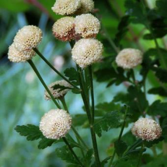 Tanacetum parthenium 'White Pompon'