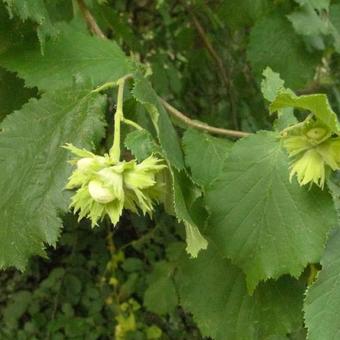 Corylus avellana