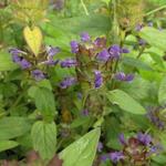 Prunella vulgaris - Gewone brunel, Bijenkorfje, Heelkruid - Prunella vulgaris