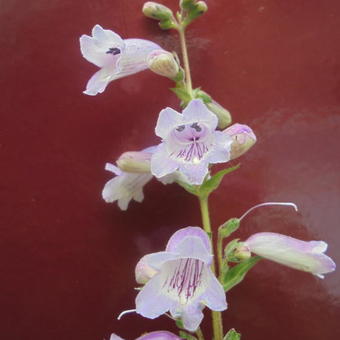 Penstemon 'Sour Grapes'