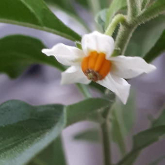 Solanum pseudocapsicum