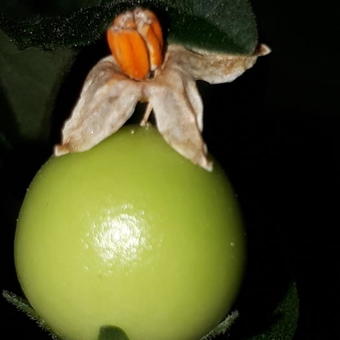 Solanum pseudocapsicum