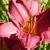 Hemerocallis 'Summer Wine'