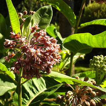 Asclepias syriaca