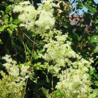 Filipendula ulmaria