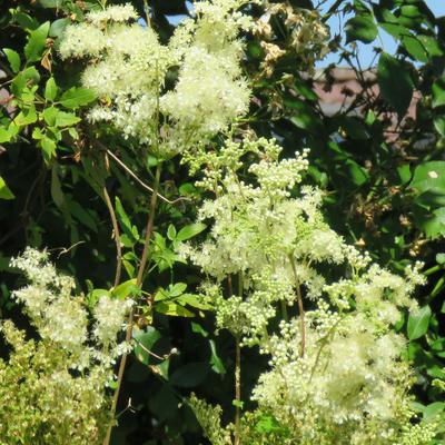 Moerasspirea - Filipendula ulmaria