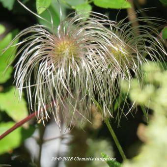 Clematis tangutica