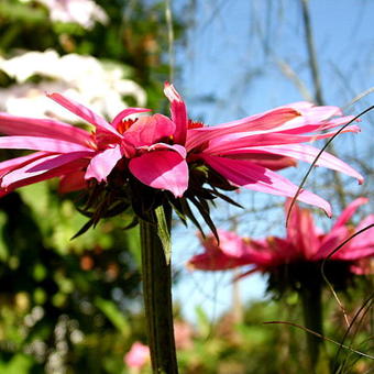 Echinacea purpurea 'Fatal Attraction'