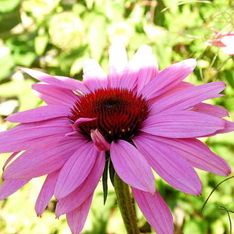 Echinacea purpurea 'Fatal Attraction'