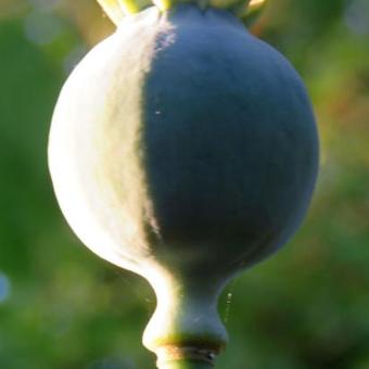 Papaver somniferum