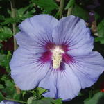 Hibiscus syriacus ‘Marina’ - Altheastruik, Heemstroos - Hibiscus syriacus ‘Marina’