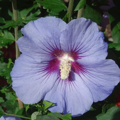 Altheastruik, Heemstroos - Hibiscus syriacus ‘Marina’