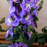 Angelonia angustifolia 'ANGELMIST Lavender Stripe' - Angelonia