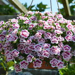 Calibrachoa 'Double Pink Tastic' - Mini petunia