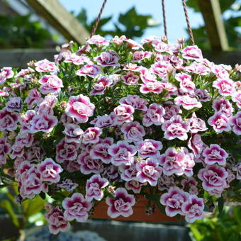 Calibrachoa 'Double Pink Tastic'