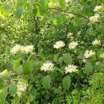 Cornus sanguinea