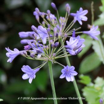 Agapanthus campanulatus 'Oxford Blue'