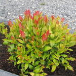 Leucothoe 'Little Flames' - Druifheide