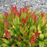 Leucothoe 'Little Flames' - Druifheide