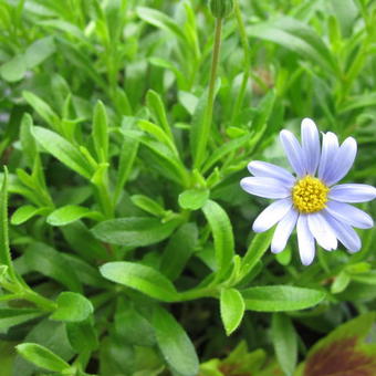 Felicia amelloides 'Felicitara Blue'