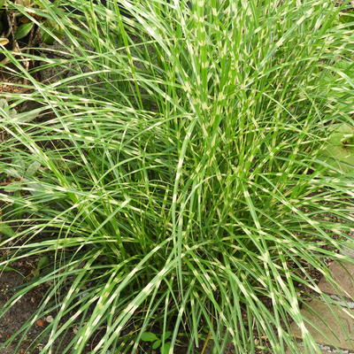 Prachtriet - Miscanthus sinensis 'Little Zebra'