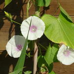 Ipomoea purpurea 'Lazy Lux' - Blauwe winde / klimmende winde