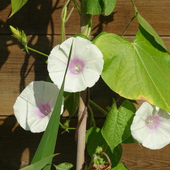 Ipomoea purpurea 'Lazy Lux'