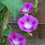 Ipomoea purpurea 'Lazy Lux' - Blauwe winde / klimmende winde