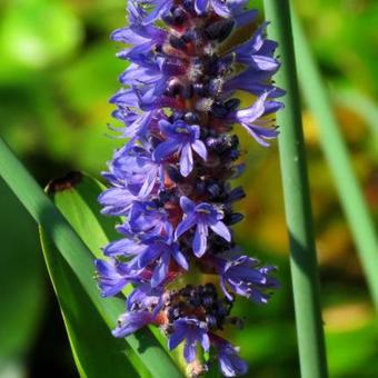 Pontederia cordata