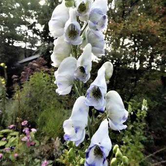 Aconitum carmichaelii 'Cloudy'