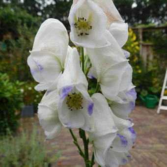 Aconitum carmichaelii 'Cloudy'