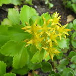 Sedum kamtschaticum 'Golden Carpet' - Russische Muurpeper